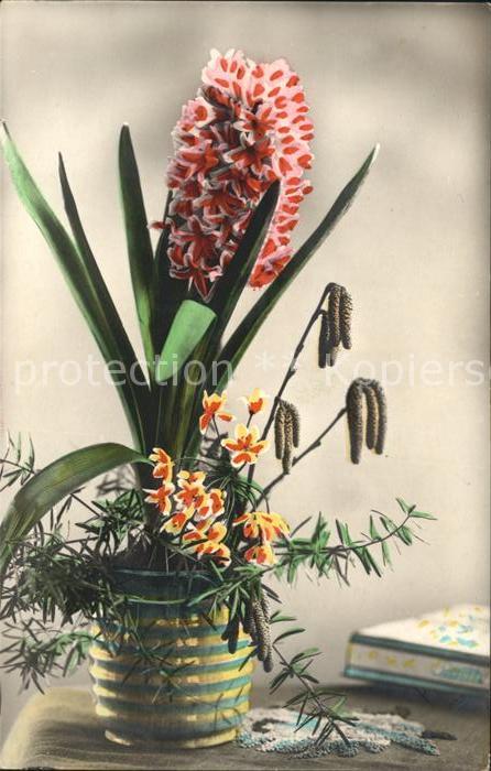 Foto Amag Nr. 64699/4 Hyazinthe Hasel