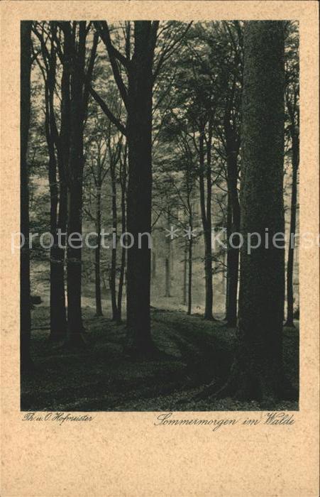 Baeume Trees Wald Verlag-Hermann-A.-Wiechmann Nr. 42
