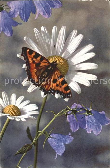 Schmetterlinge Rautenblättrige Glockenblume Wucherblum