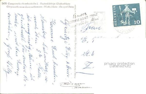 Schmetterlinge Rautenblättrige Glockenblume Wucherblum – Bild 2