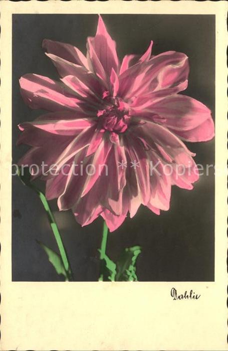 Foto Amag Nr. 64767/3 Dahlie