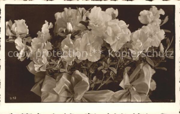 Blumen Nelken