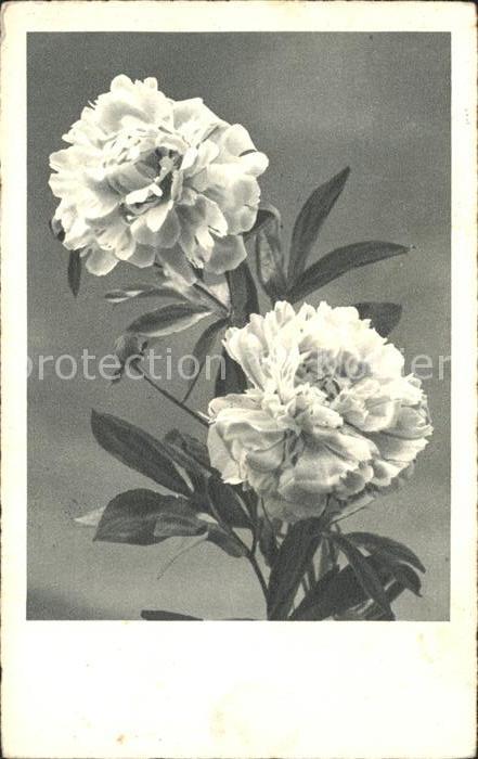 Blumen Nelken