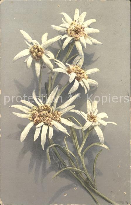 Edelweiss