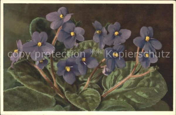 Blumen Usambaraveilchen Saintpaulia ionantha