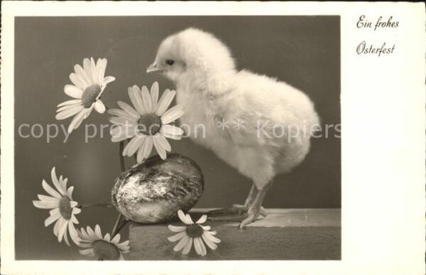 Ostern Easter Paques Küken Osterei Wucherblumen