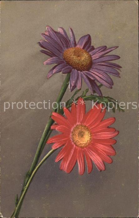 Blumen Aster