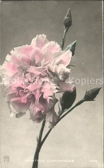 Blumen Nelke Dianthus caryophyllus