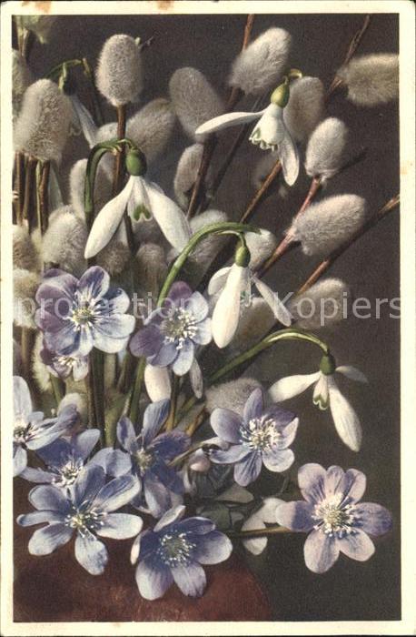 Blumen Frühlingsblumen Schneeglöckchen Leberbl