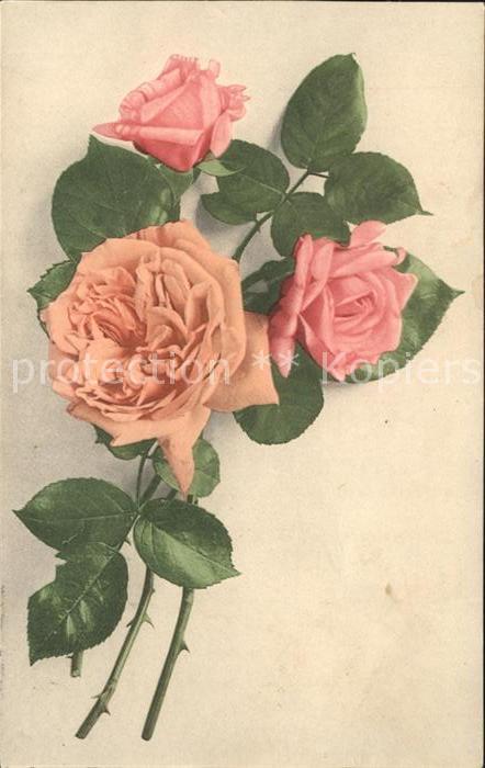 Rosen