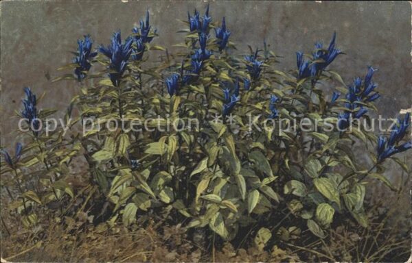 Verlag Photochromie Nr. 766 Gentiana asclepiadea Schwalbenwurz-