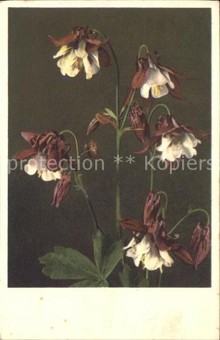 Blumen Akelei Aquilegia Ancolie Columbine