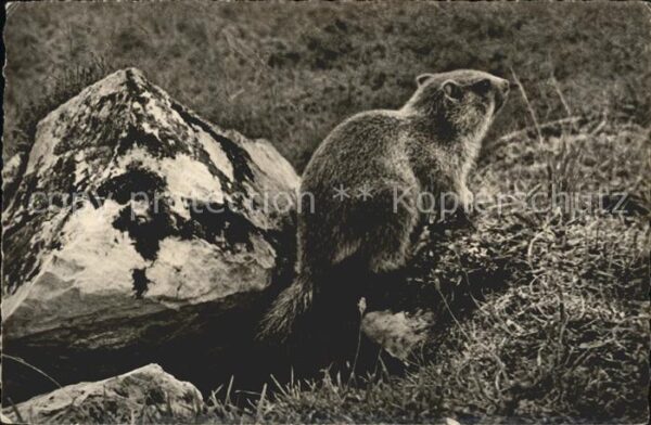 Murmeltier Foto Hs. Lörtscher Nr. 304