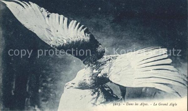 Adler Eagle Aigle Aguila Grand Aigle