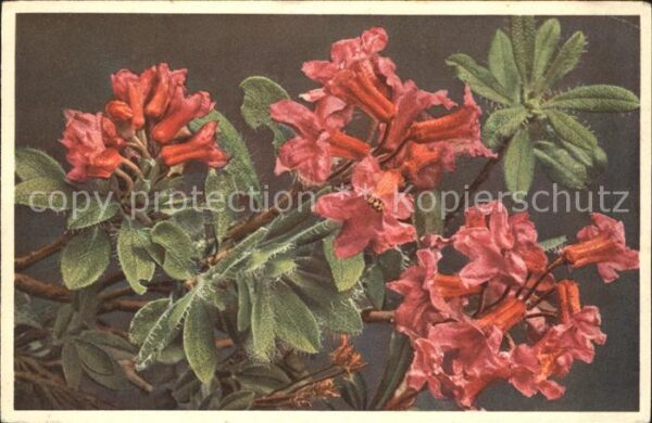Blumen Bewimperte Alpenrose