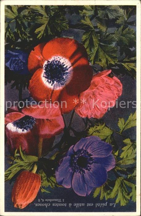 Blumen Kronen-Anemone