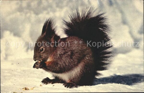 Eichhoernchen Ecureuil Squirrel