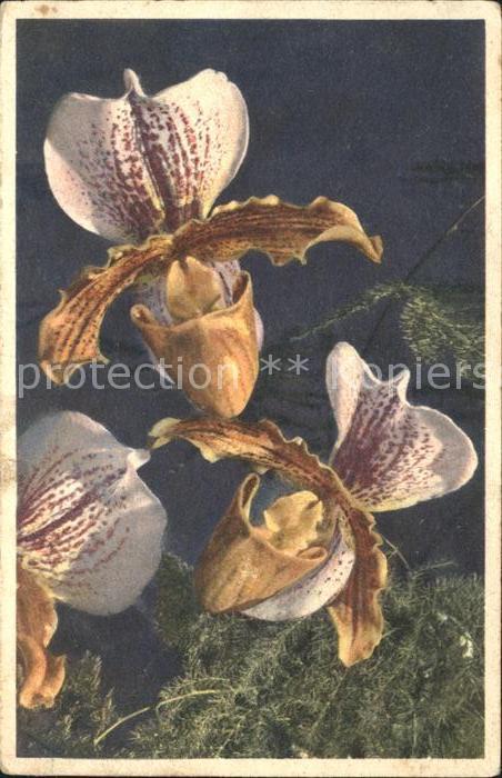 Blumen Indischer Frauenschuh
