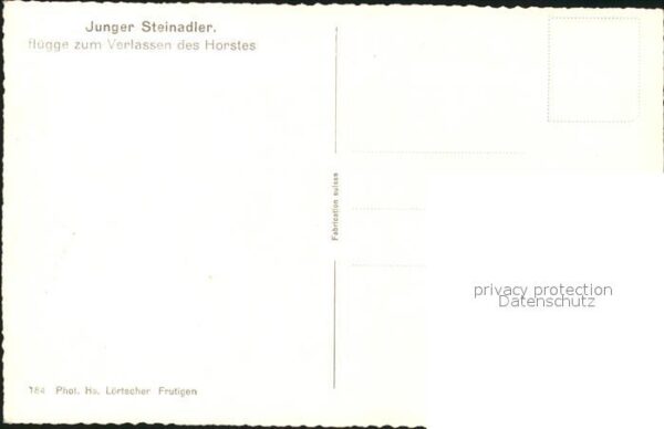 Adler Eagle Aigle Aguila Junger Steinadler – Bild 2
