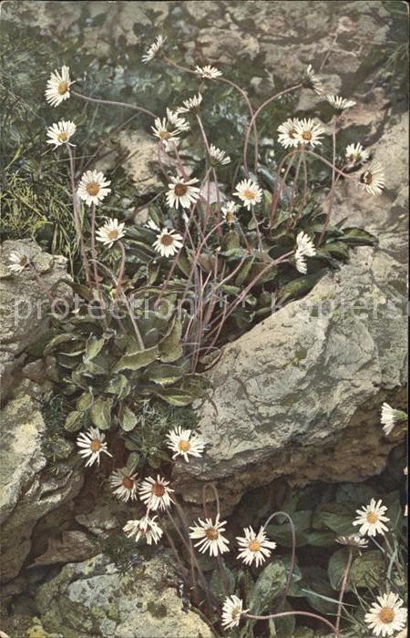 Verlag Photochromie Nr. 513 Bellidiastrum Michelii Alpenmaßlieb