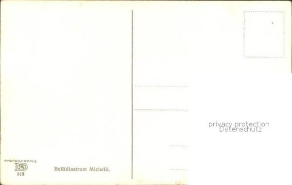 Verlag Photochromie Nr. 513 Bellidiastrum Michelii Alpenmaßlieb – Bild 2