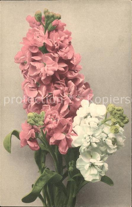 Blumen Hyazinthe