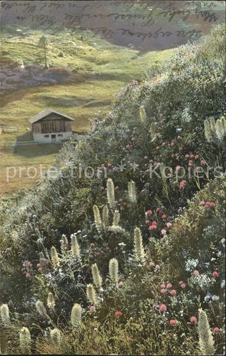 Verlag Photochromie Nr. 523 Campanula thyrsoides Strauß-Glocken