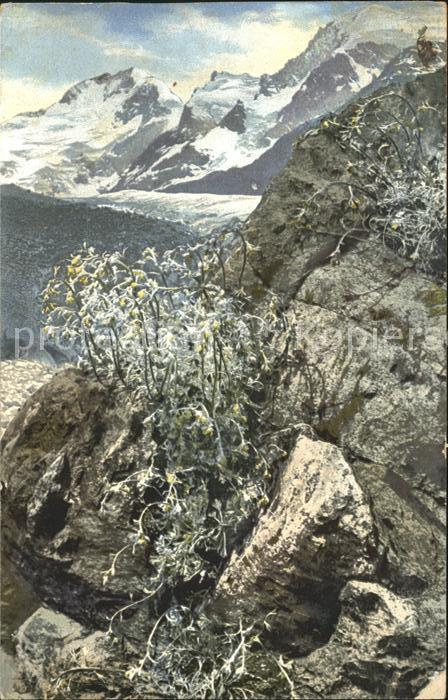 Verlag Photochromie Nr. 506 Artemisia Mutellina