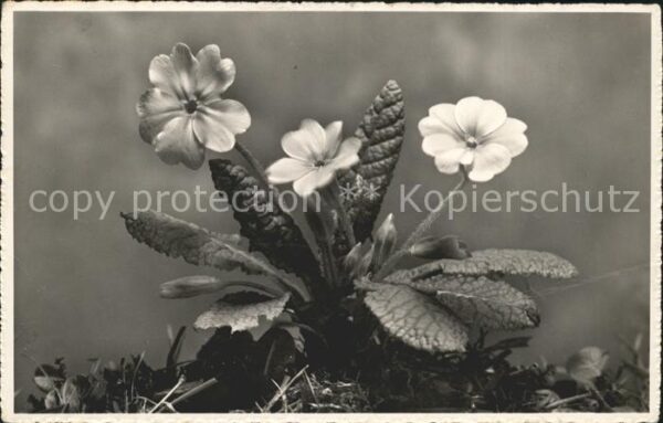 Blumen Primel Foto-J.-Gaberell-Nr. 30426