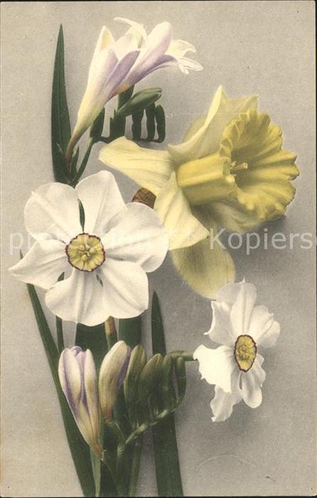 Blumen Narzisse