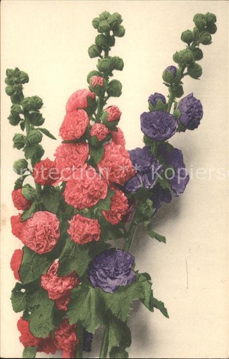 Blumen
