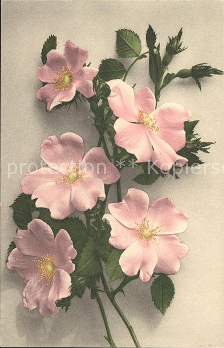 Blumen Rosen