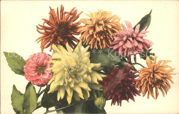 Blumen Dahlien