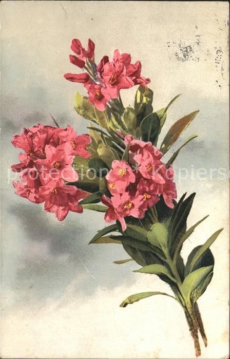 Verlag Photochromie Nr. 897 Alpenrosen