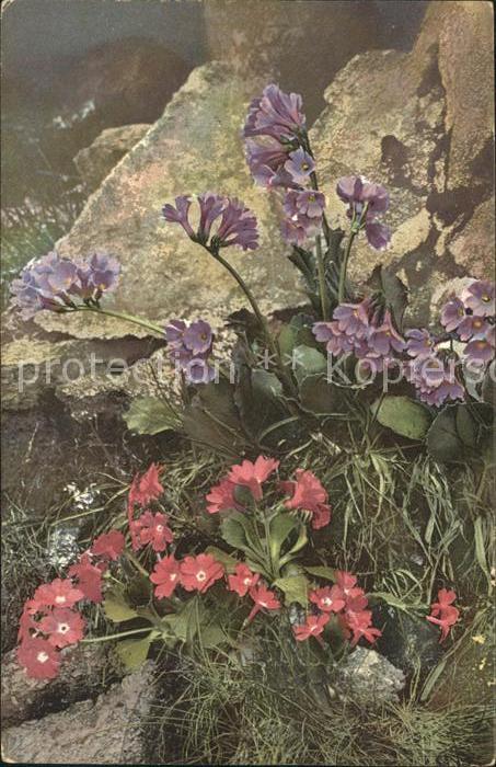 Verlag Photochromie Nr. 495 Primula rhaetica Primula viscosa