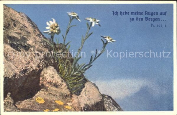 Edelweiss Leontopodium alpinum