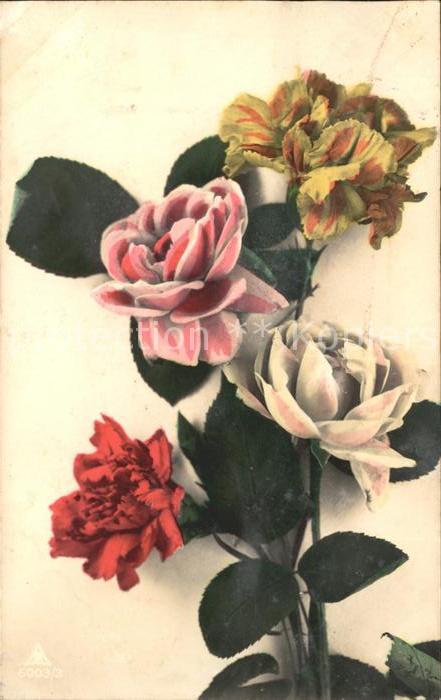 Rosen Nelken
