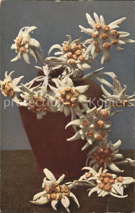 Edelweiss Leontopodium alpinum