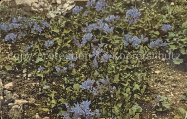 Blumen Campanula glomerata Knäuel-Glockenblume