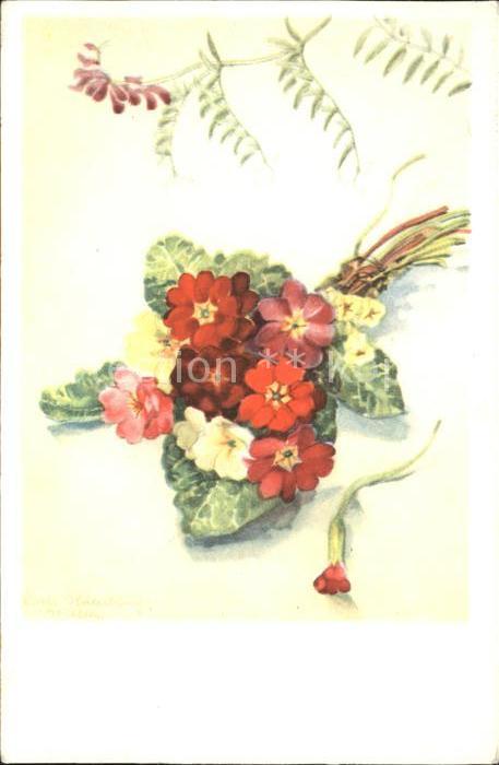 Blumen Primeln