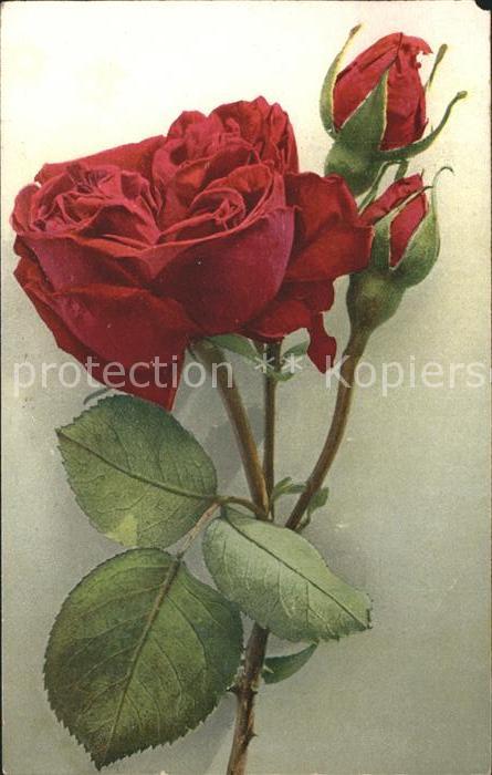 Rosen