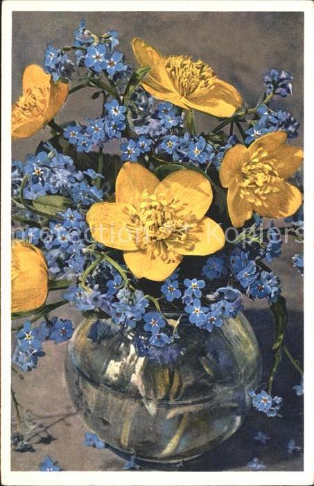 Blumen Sumpfdotterblume Alpen-Vergissmeinnicht