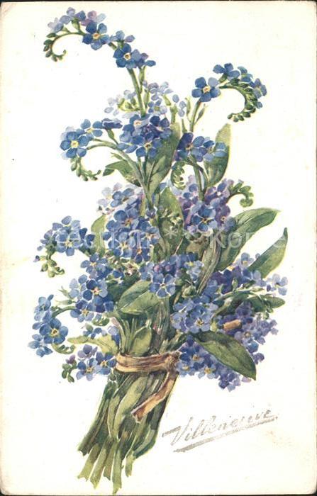 Blumen Vergissmeinnicht Myosotis