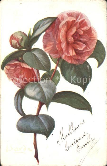 Blumen Kamelien Camellia japonica