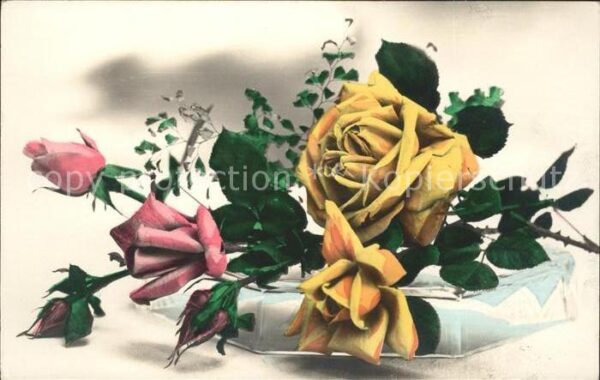 Rosen Foto-Amag-Nr. 64498/1