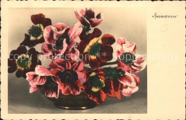 Blumen Anemonen Foto-Amag-Nr. 65009/1