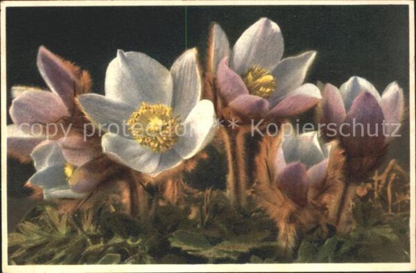 Blumen Frühlingsanemone Anemone vernalis