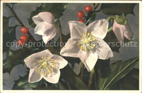 Blumen Christrose Schneerose Helleborus niger