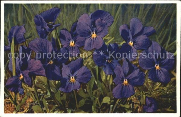 Blumen Langsporniges Veilchen Viola calcarata