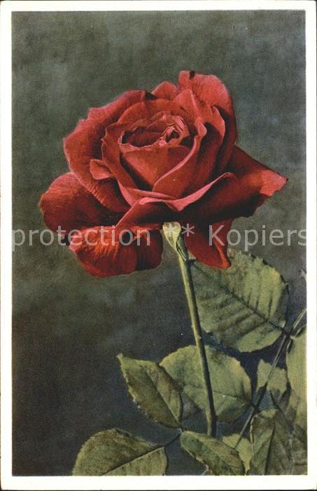 Rosen